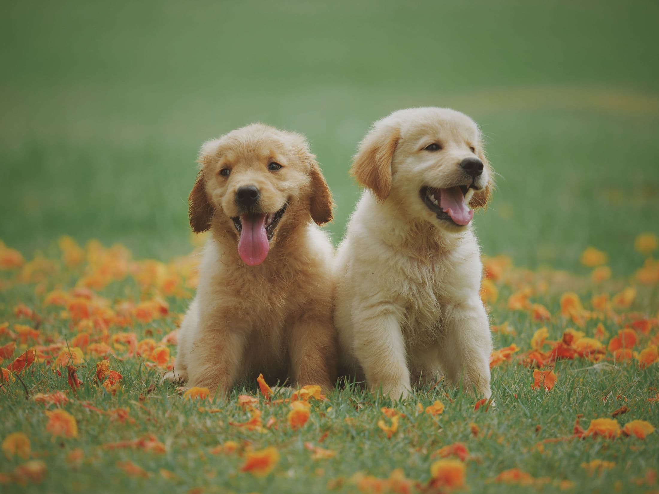 Deux chiots golden retriever assis dans l'herbe parsemée de fleurs orangées